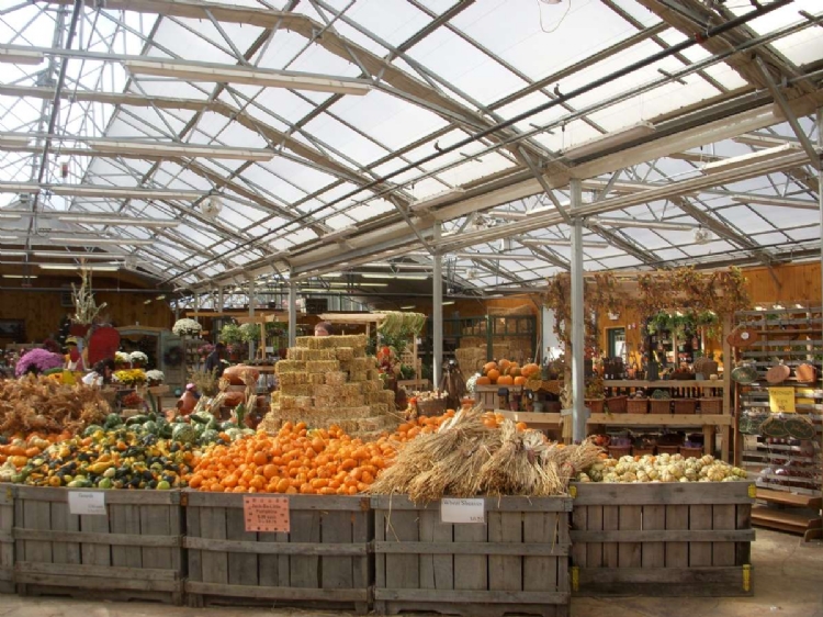 a shot of the produce in crates inside a Linvilla Orchards greenhouse which is using the Vail Atrium greenhouse by Prospiant