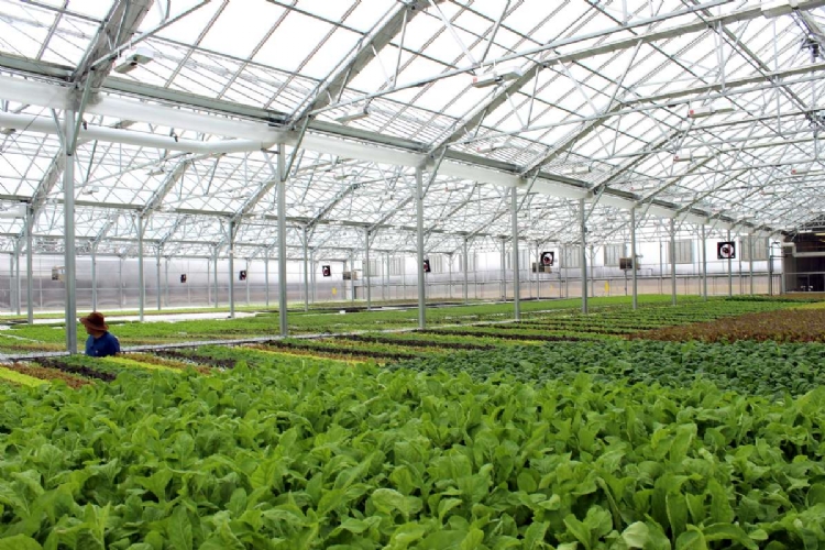a shot from the inside of a greenhouse for Bright Farms – LMT