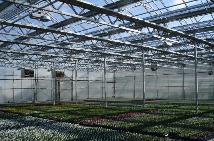 a shot of the flowers and plants from the inside of the Kalamazoo Specialty Plants which is using Tetons to Zephyrs, from Big Sky glass to the open roof Clear Sky from Prospiant