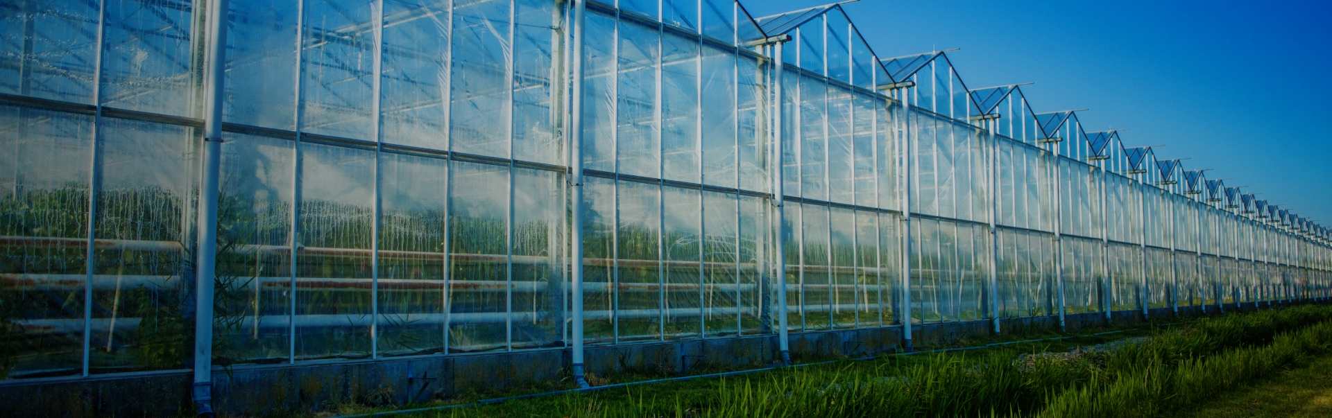 a view of a greenhouse with prospiant polyethylene film covering from the outside