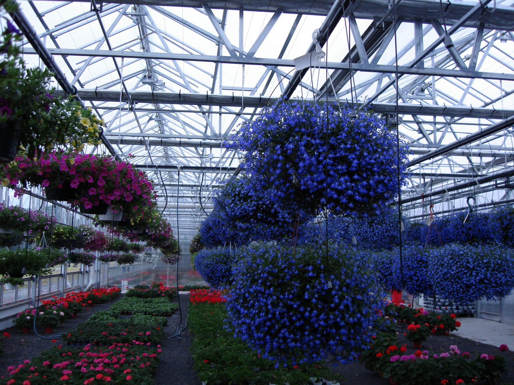 a shot of flower pots hanging in a Prospiant Dual Atrium commercial greenhouse