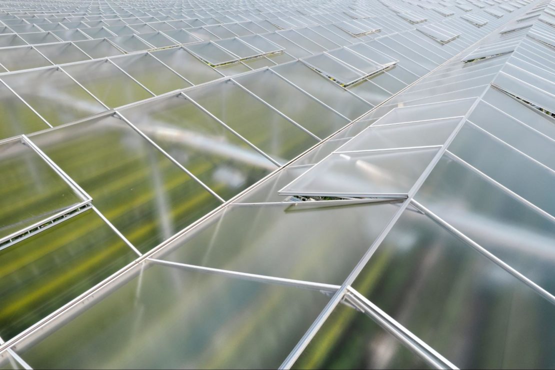 Glazing material installed on vegetable greenhouse roof. 