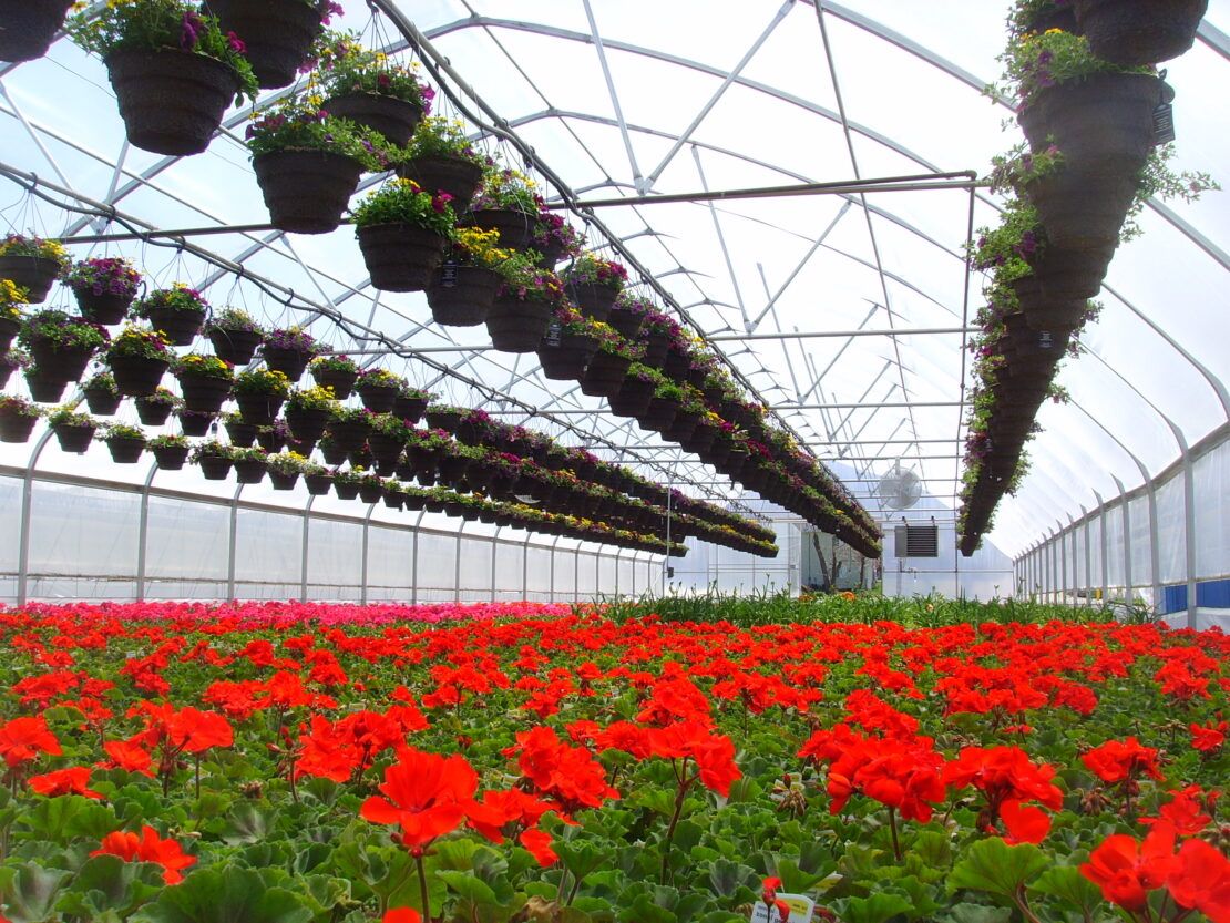 Interior of Windjammer greenhouse with baskets hanging from trusses.