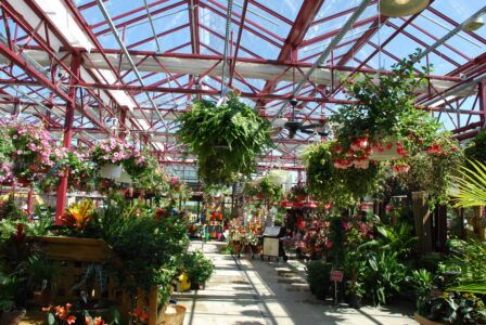 Hanging baskets at Frazee Gardens greenhouse in Brownsburg, IN.