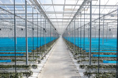 Produce greenhouses like Golden Acres use hydroponic systems to grow cucumbers.