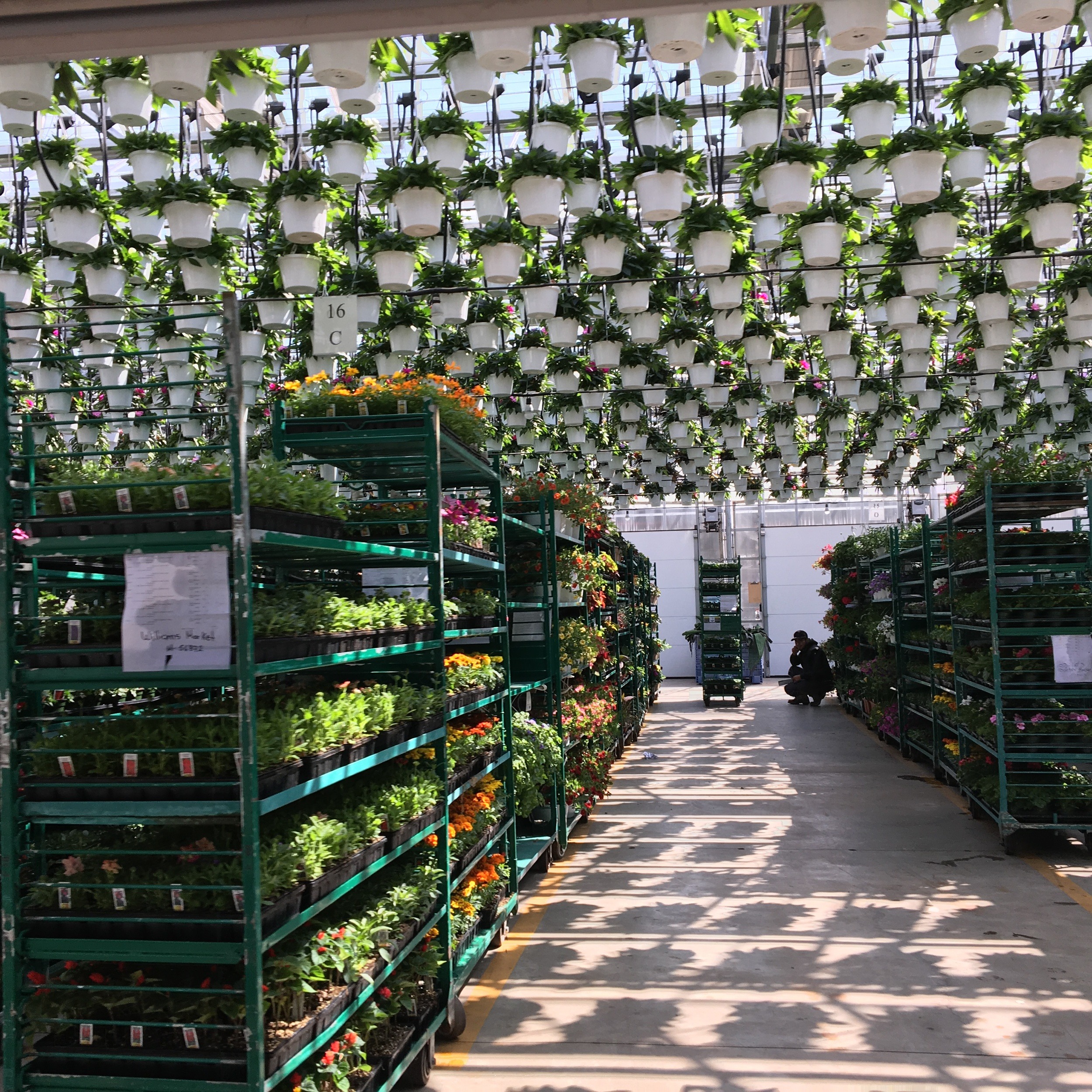 Commercial Greenhouse Watering Systems: Hanging Baskets