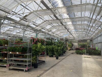 Interior shot of a Vail heavy duty greenhouse at Hicks Nurseries showing curtain systems and plant staging area