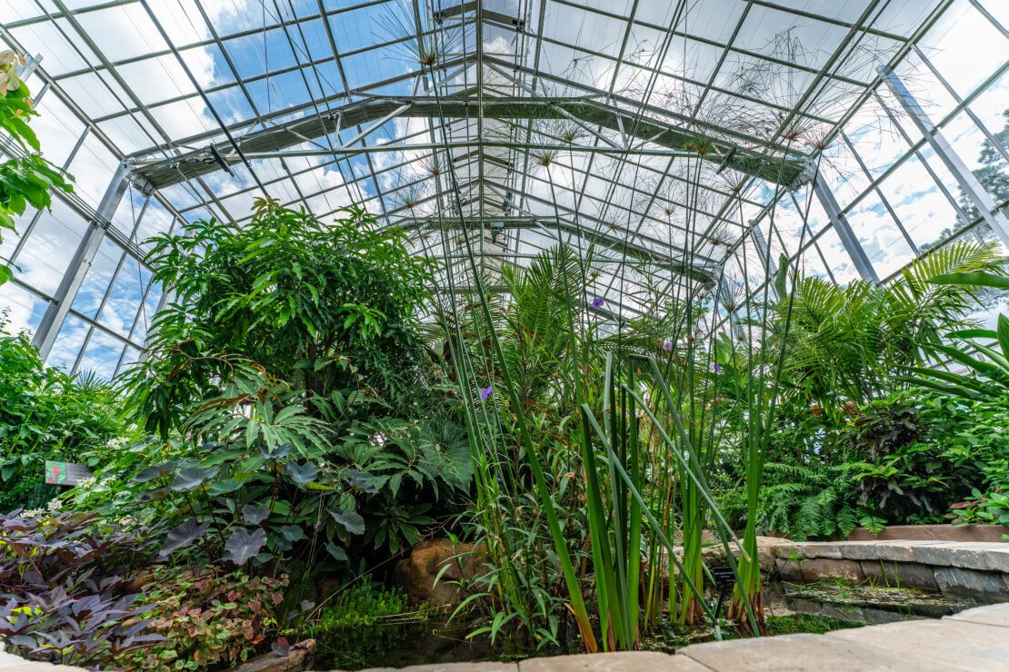 Interior view of Memphis Botanic Garden showing roof trusses and overhead curtain system for shading