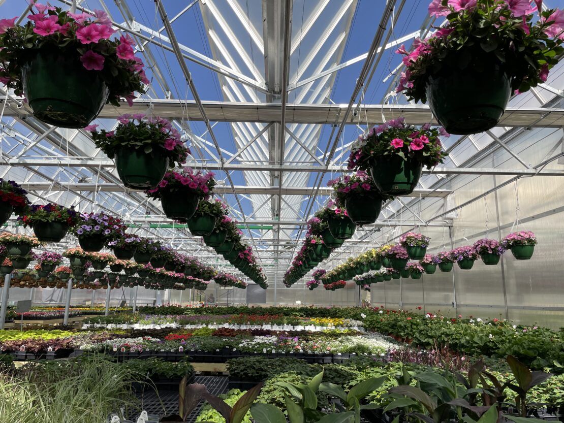 Interior shot of Open Air Glass Greenhouse with flower baskets hanging from the trusses