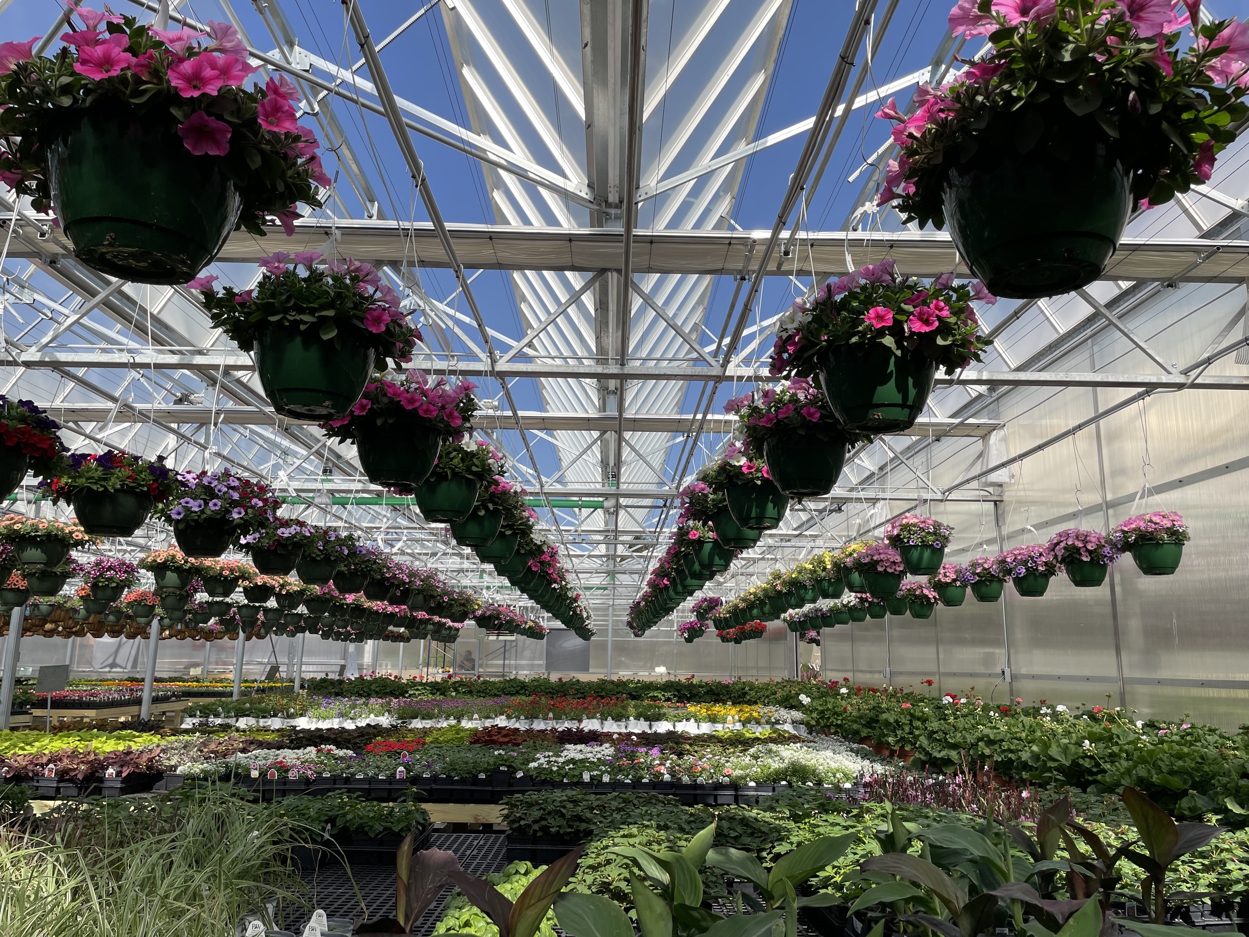 Interior view of Samascott's Open-Roof greenhouses