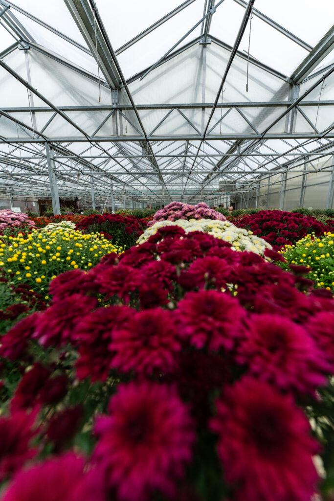 Open-roof greenhouses at Samascott's Garden Market with mums growing in them for fall