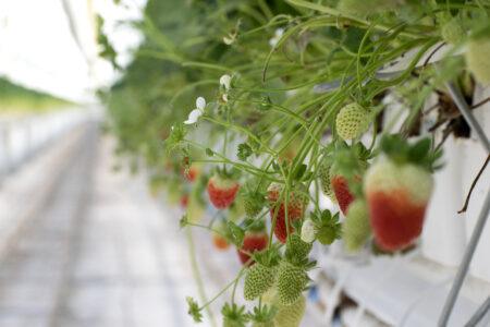 Strawberries growing in gutter system
