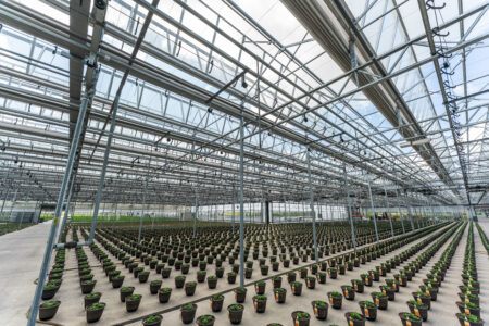Large-scale greenhouse with spaced plant containers.