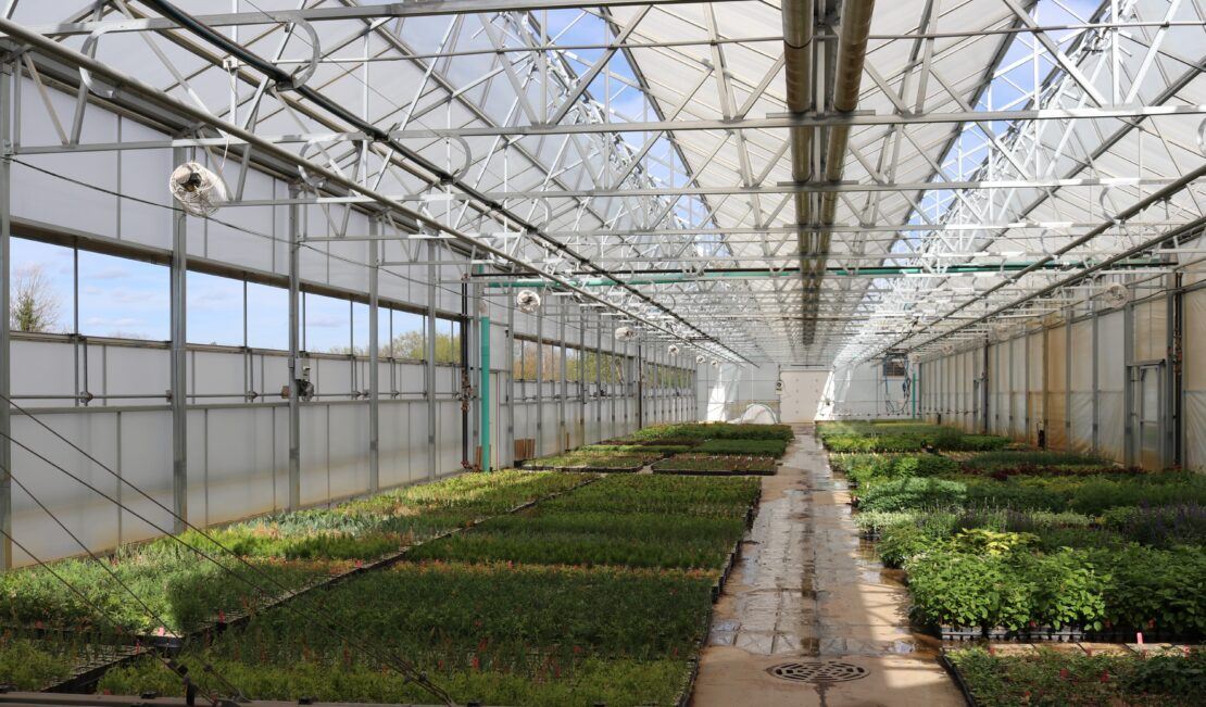 The Dual Atrium greenhouses at Goodmark Nurseries have radiant in-floor heat, which makes a huge difference for healthy root development during propagation.