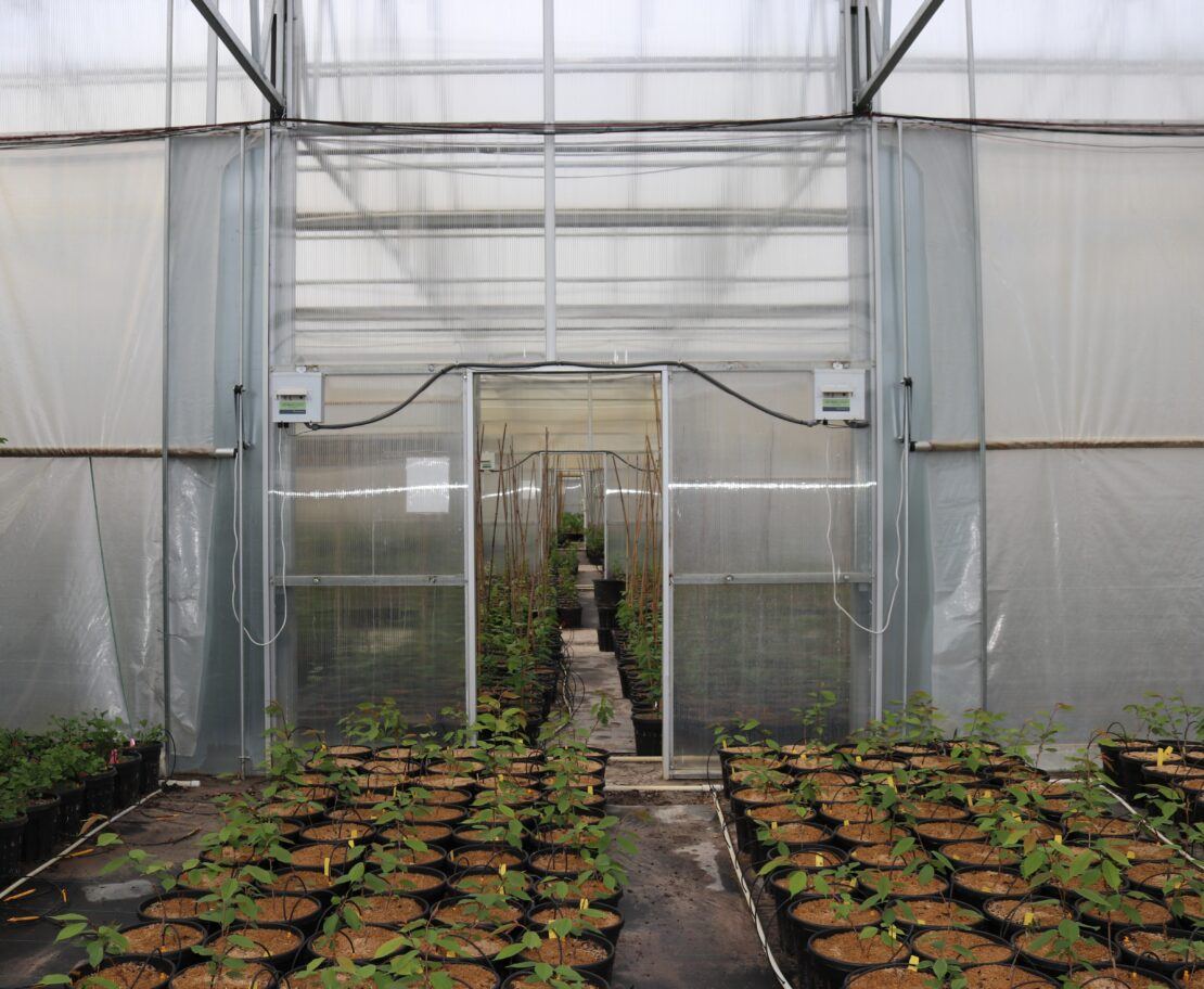 Twin-wall 8mm clear polycarbonate was used on the interior partitions of Goodmark Nurseries' greenhouses.