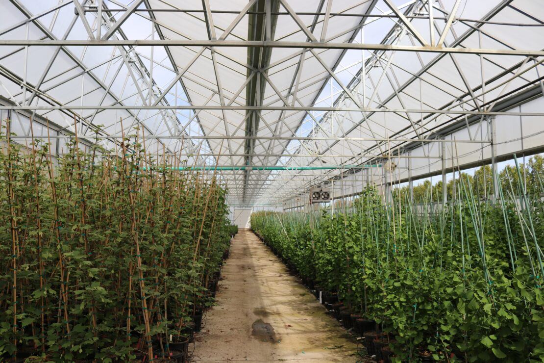 Goodmark Nurseries uses greenhouse bays 2-5 to house tree liners destined for later planting in the field.