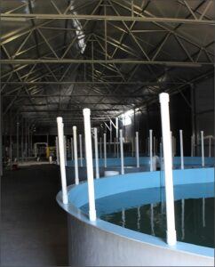 Aquaponic tanks don't need to be located in a place that is too light.