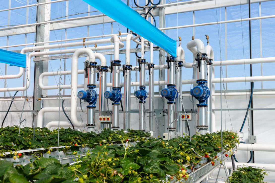 Gold Star uses a staggered gutter growing system to produce its greenhouse strawberries.